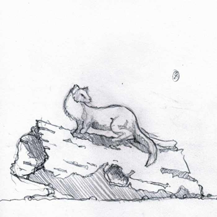 Drawing of pine marten sculpture