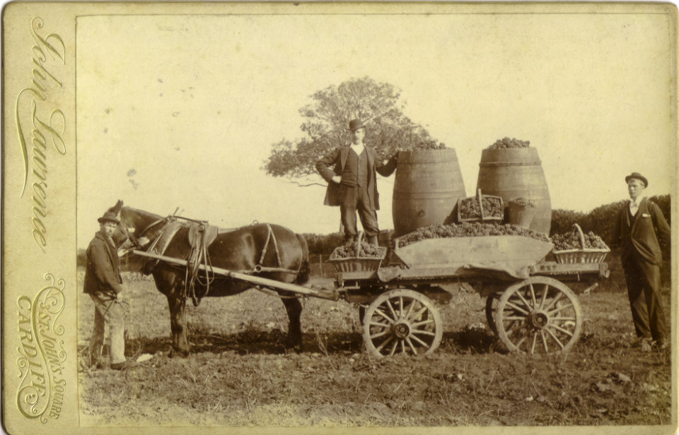 Three men with vineyard harvest on a horse and cart in 1897