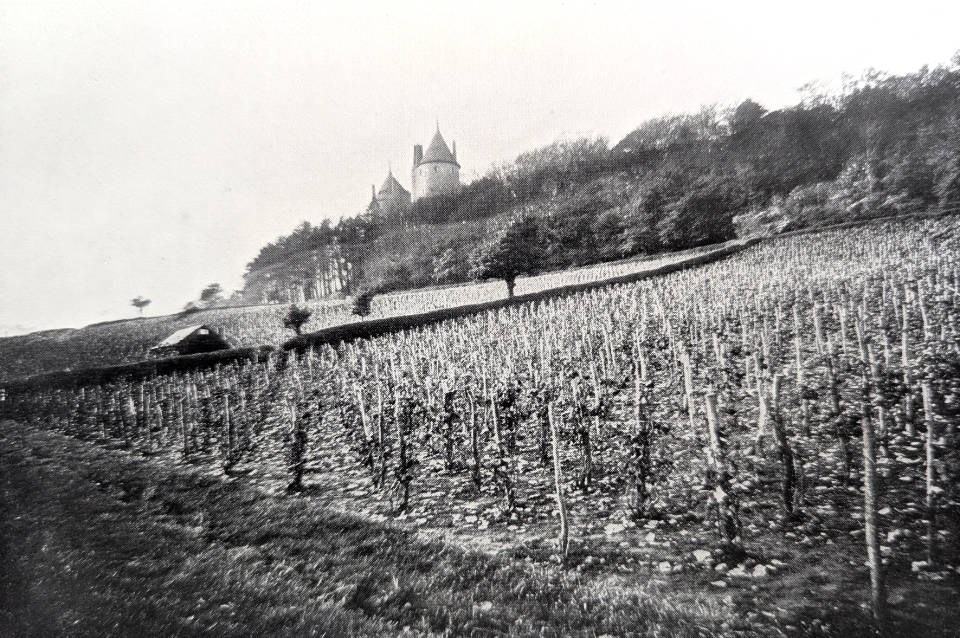 The Castell Coch vineyard, not yet pruned, in early winter